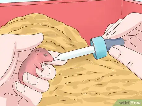 Image titled Care for Hamster Babies Step 14