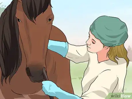 Image titled Recognize and Treat Colic in Horses Step 10
