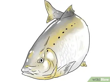 Image titled Catch Shad Step 1
