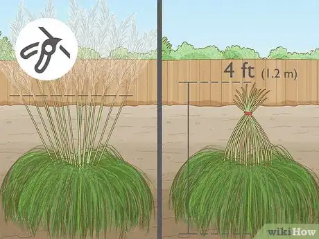 Image titled Grow Pampas Grass Step 12