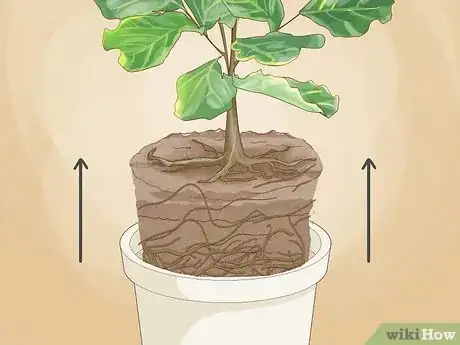 Image titled Repot a Fiddle Leaf Fig Step 6