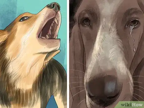 Image titled Know if Your Senior Dog Is in Pain Step 5