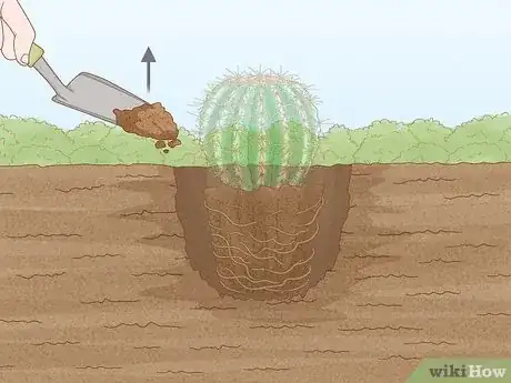 Image titled Grow Golden Barrel Cactus Step 10