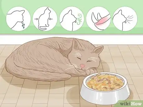 Image titled Tell if Your Cat Wants Another Cat Step 4