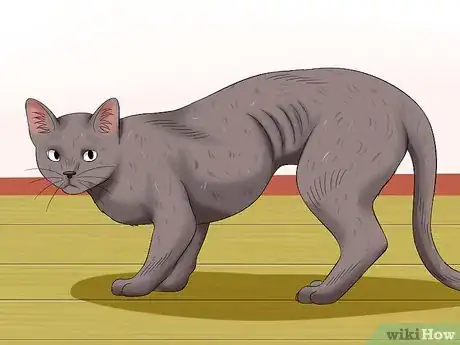 Image titled Help a Cat Not Throw Up Step 8