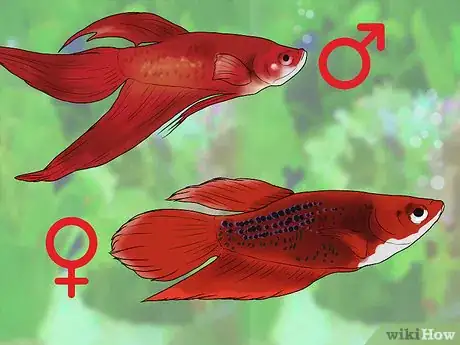 Image titled Know Which Fish to Put Together in a Tank Step 12