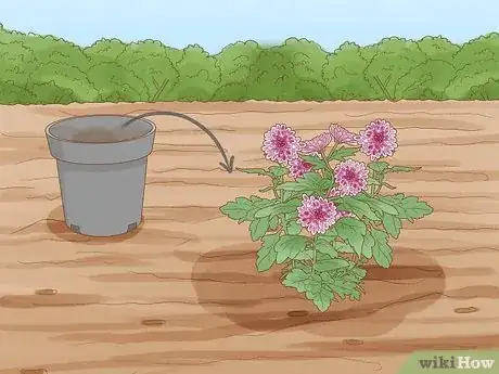 Image titled Plant Mums Step 8