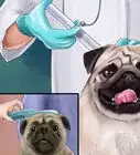 Care for a Pug