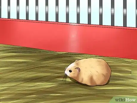 Image titled Tame a Dwarf Hamster Step 1