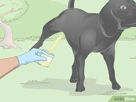 Image titled Get a Urine Sample from a Male Dog Step 6