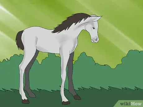 Image titled Teach a Foal to Lead Step 1