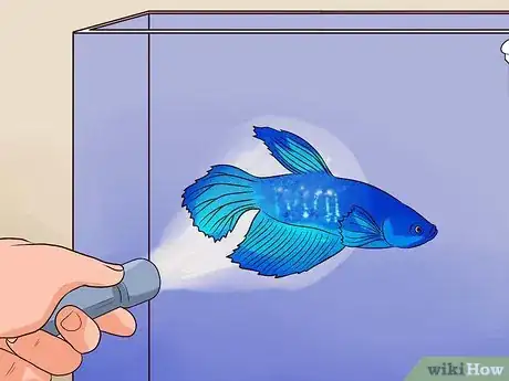 Image titled Tell if a Betta Fish Is Sick Step 17