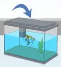 Care for an Angelfish