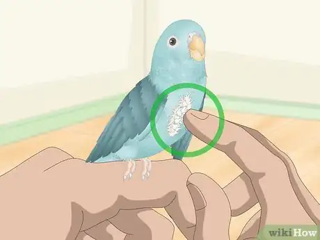 Image titled Spot Signs of Illness in Parrotlets Step 2