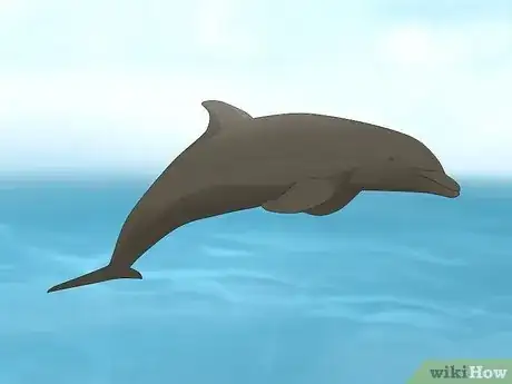 Image titled Why Do Dolphins Follow Boats Step 2