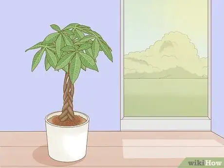 Image titled Care for a Money Tree Step 1