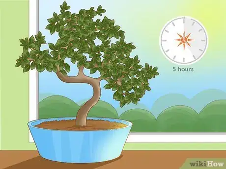 Image titled Revive a Bonsai Tree Step 9