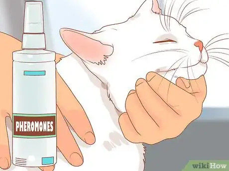 Image titled Encourage Your New Cat to Come Out of Hiding Step 8