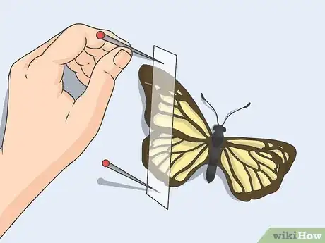 Image titled Prepare Insects for Pinning Step 20