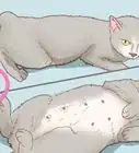 Determine the Sex of a Cat