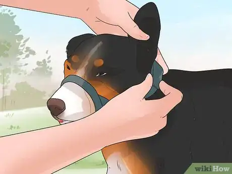 Image titled Train Bernese Mountain Dogs Step 12