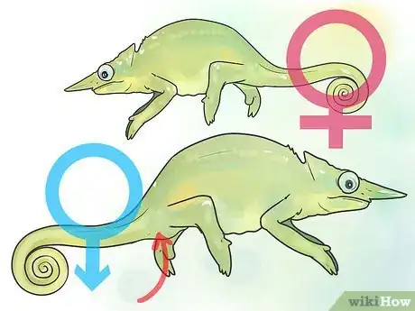 Image titled Tell if a Chameleon Is Male or Female Step 9