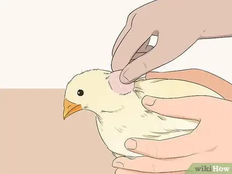 Image titled Vaccinate Chickens Step 7