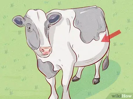Image titled Treat and Prevent Bloat in Cattle Step 1