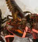Cook a Lobster