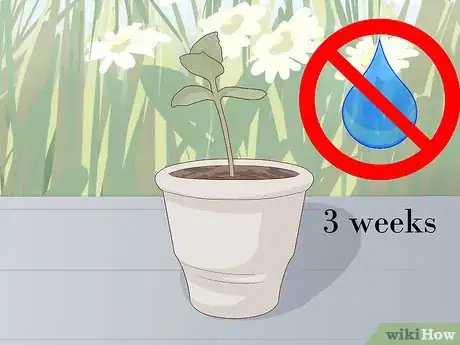 Image titled Grow a Plumeria Step 10