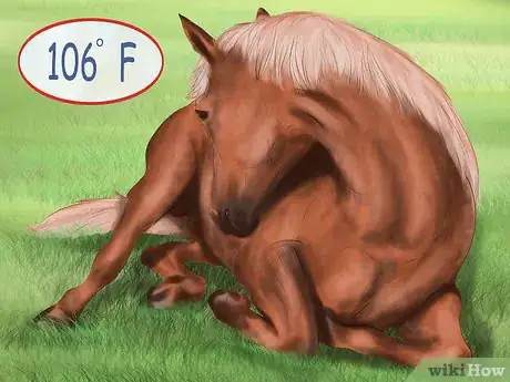 Image titled Cool a Horse Step 16