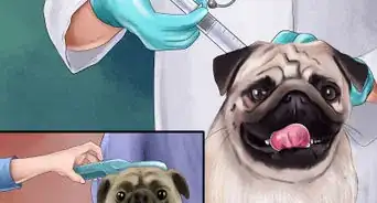 Care for a Pug