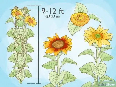 Image titled Grow Sunflowers Step 1