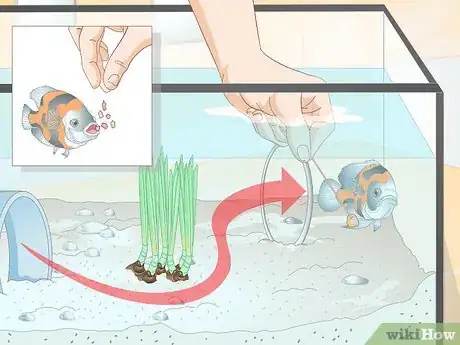 Image titled Train Your Fish to Do Tricks Step 10