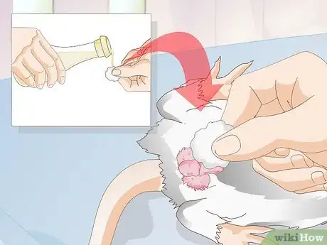 Image titled Treat Mice With Penile Prolapse Step 9