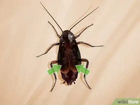 Image titled Identify a Cockroach Step 18