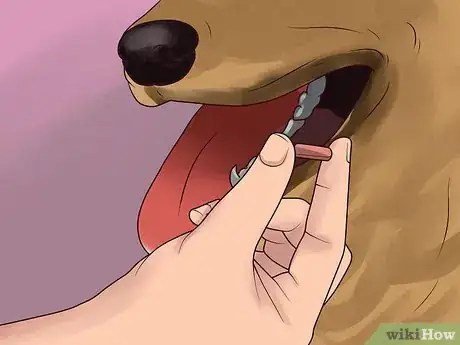 Image titled Treat a Dog for Bee Stings Step 9