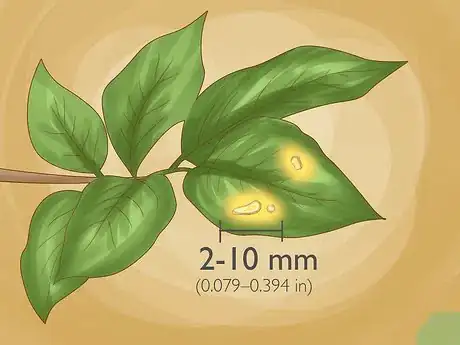 Image titled Identify Lemon Tree Diseases Step 6
