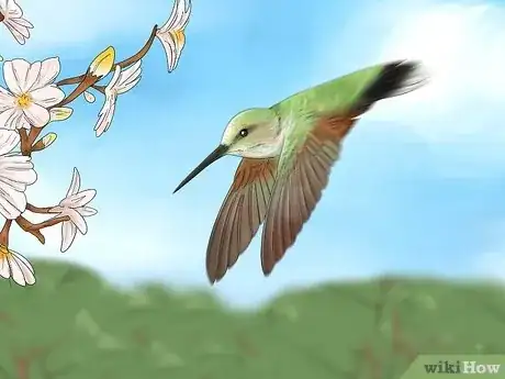 Image titled Why Do Hummingbirds Chase Each Other Step 9