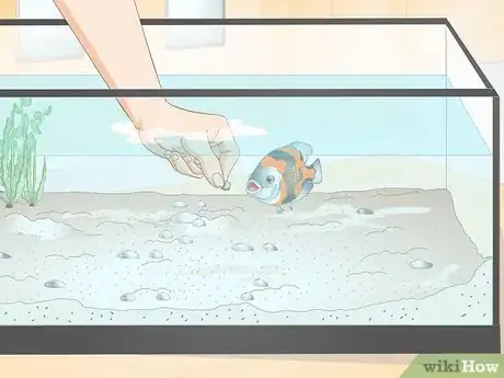 Image titled Train Your Fish to Do Tricks Step 11