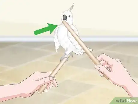 Image titled Bond with a Cockatoo Step 10