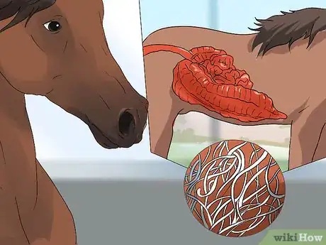 Image titled Recognize and Treat Colic in Horses Step 16
