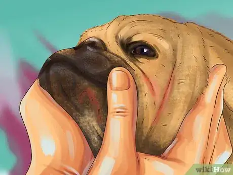 Image titled Clean a Pug's Facial Wrinkles Step 10