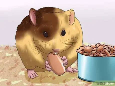 Image titled Care for Newborn Hamsters Step 8