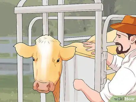 Image titled Humanely Euthanize a Cow Step 21