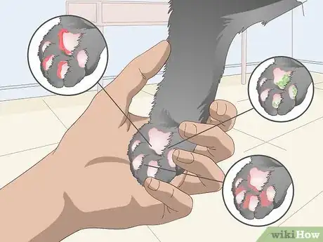 Image titled Clean Your Cat's Feet Step 1