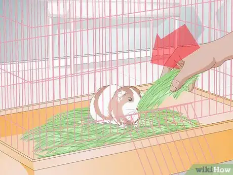 Image titled Treat Gastrointestinal Problems in Guinea Pigs Step 2
