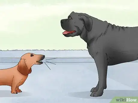 Image titled Identify a Mastiff Step 11