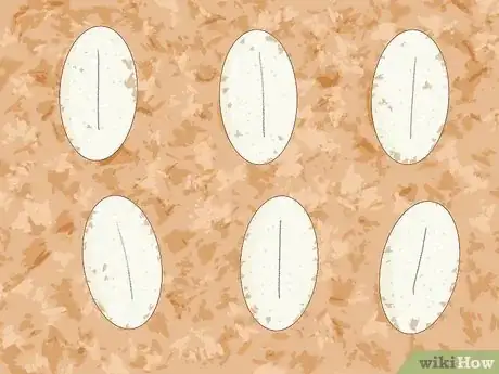 Image titled Take Care of Lizard Eggs Step 7