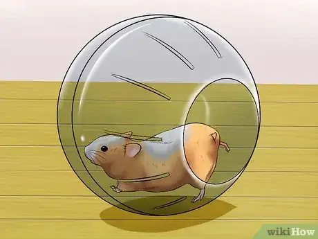 Image titled Exercise a Hamster Step 2